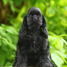 Cocker Spaniel Puppies from Windrider Kennel