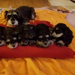 Miniature Schnauzer Puppies from Moore's Miniature Schnauzers