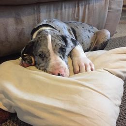 Great Dane Puppies from TW Great Danes