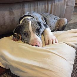 Great Dane Puppies from TW Great Danes