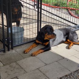 Rottweiler All Grown Up from Simms Rottweilers