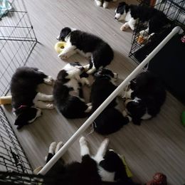 Border Collie Puppies from J & S Borders