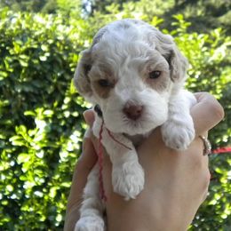 Cockapoo Puppies from Maranatha Cockapoos