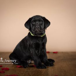 "Angus, c.2019" Labrador Retriever Puppies from Arctic Texan Labradors