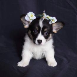 Pembroke Welsh Corgi Puppies from Edgewood Farm