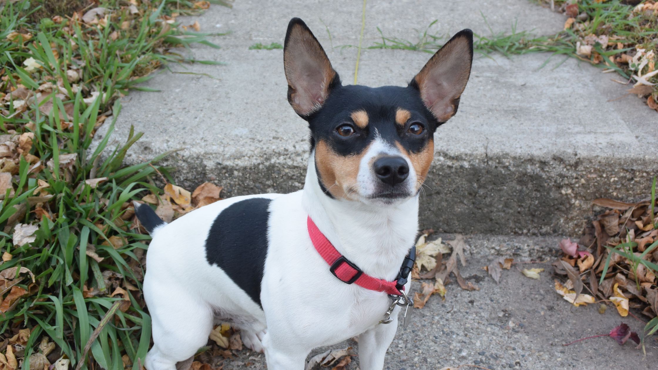 Type b rat terrier puppies hot sale for sale