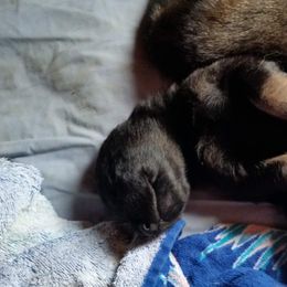 German Shepherd Puppies from von Haus Ulv