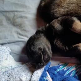 German Shepherd Puppies from von Haus Ulv