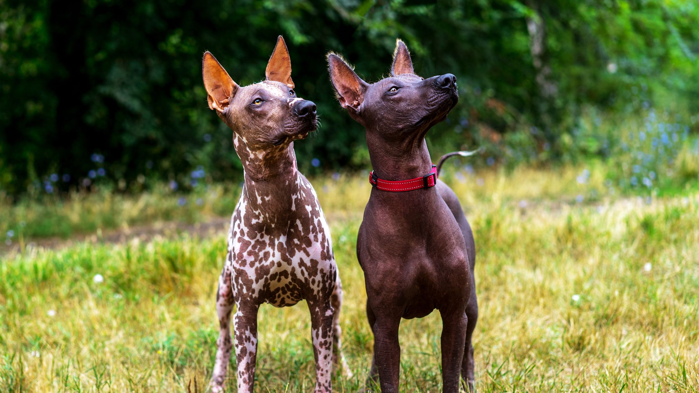 The xoloitzcuintli price sale