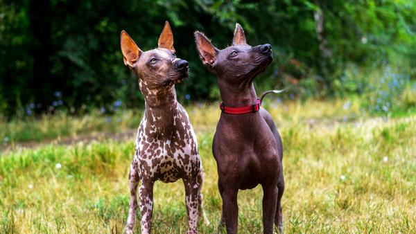 Find Xoloitzcuintli puppies for sale near West Covina, CA
