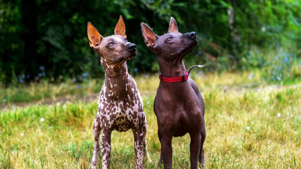Find Xoloitzcuintli puppies for sale