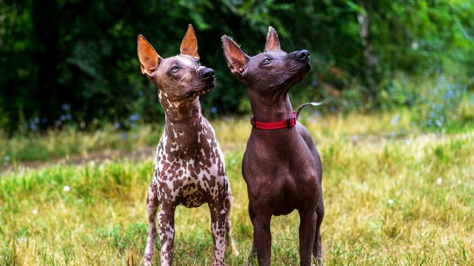Xoloitzcuintli