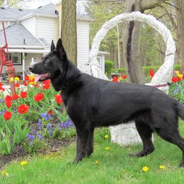 Taz - German Shepherd