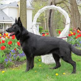 Taz - German Shepherd