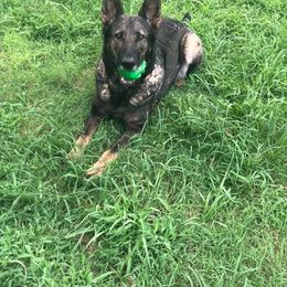 German Shepherd All Grown Up from Vickery Shepherds