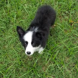 Border Collie Puppies from CRL Farms