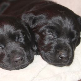 Labrador Retriever Puppies from Deep Hollow Labrador Retrievers