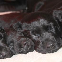 Labrador Retriever Puppies from Deep Hollow Labrador Retrievers