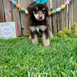 Poodle Puppies from Cosmic Caliber Standard Poodles