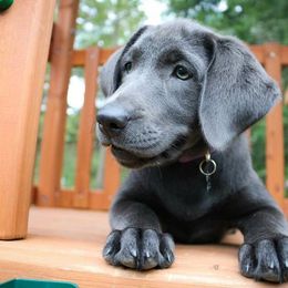 Labrador Retriever Puppies from New Life Labradors