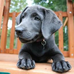 Labrador Retriever Puppies from New Life Labradors