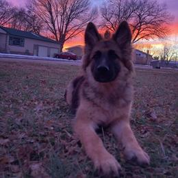 German Shepherd Puppies from Lost Creek German Shepherds LLC