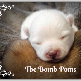 Pomeranian Puppies from The Bomb Poms