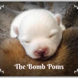 Pomeranian Puppies from The Bomb Poms