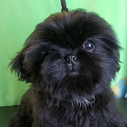 Shih Tzu All Grown Up from Carla Johnson