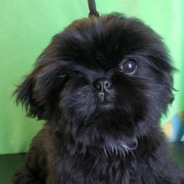 Shih Tzu All Grown Up from Carla Johnson