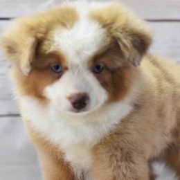 Toy Australian Shepherd Puppies from Double M Toy and Mini Aussies