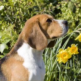 Story Of The Year - Beagle