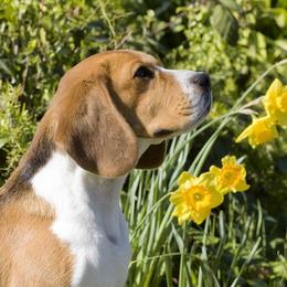 Story Of The Year - Beagle