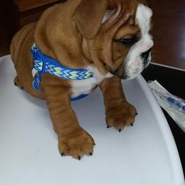 English Bulldog Puppies from OkBullieBabies