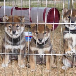 Shiba Inu Puppies from Kawako Shiba Inu