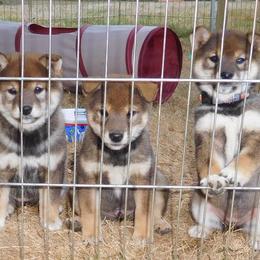 Shiba Inu Puppies from Kawako Shiba Inu