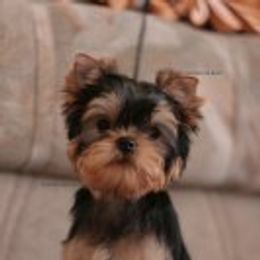 Yorkshire Terrier Puppies from Simply Couture