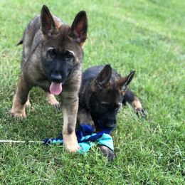 German Shepherd Puppies from Stacey’s German Shepherds