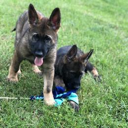 German Shepherd Puppies from Stacey’s German Shepherds