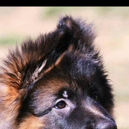 German Shepherd Puppies from Lost Creek German Shepherds LLC