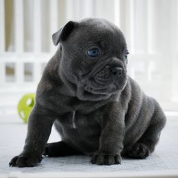 French Bulldog Puppies from French Pup