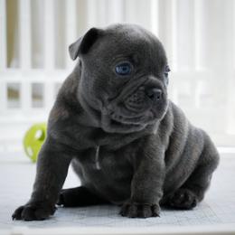 French Bulldog Puppies from French Pup