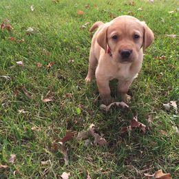 Rocky Ridge Labradors breeder of Labrador Retriever