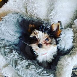 Biewer Terrier Puppies from Imperial BabyDoll Biewers