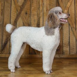Grace's Coco Chantelle - Poodle