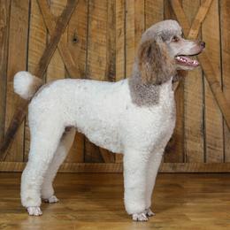 Grace's Coco Chantelle - Poodle