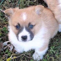 Pembroke Welsh Corgi Puppies from Carol's AKC Corgis
