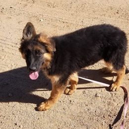 German Shepherd and Papillon Puppies from AZSunshine K9's