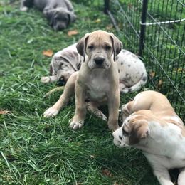 Great Dane Puppies from Country Danes