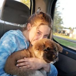 Akita Puppies from BleuMoon Akitas